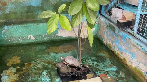 門口外面養魚